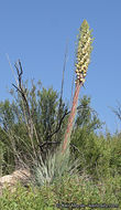 Image of chaparral yucca