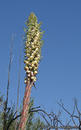 Image of chaparral yucca