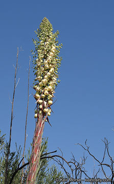 Слика од Hesperoyucca whipplei (Torr.) Trel.