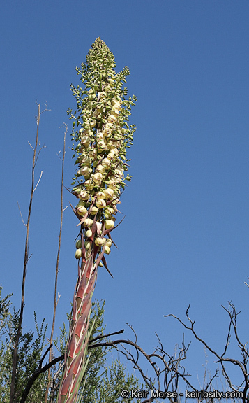 Image of chaparral yucca