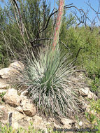 Image of chaparral yucca