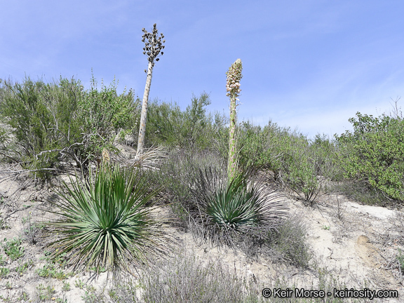 Image of chaparral yucca