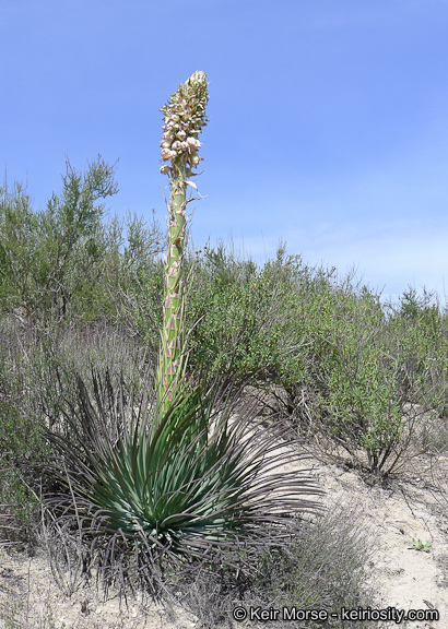 Image of chaparral yucca