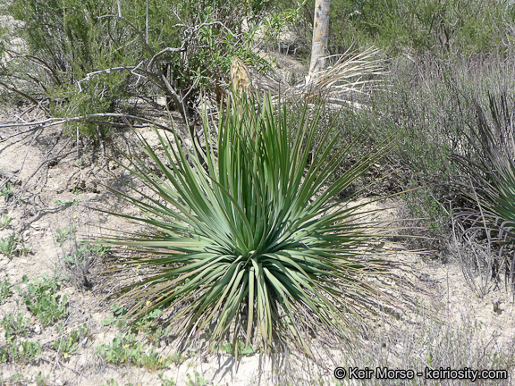 Image of chaparral yucca