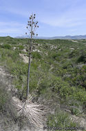 Image of chaparral yucca