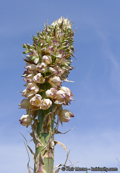 Image of chaparral yucca