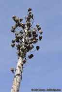 Image of chaparral yucca