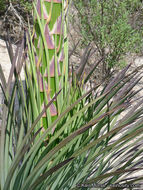 Image of chaparral yucca