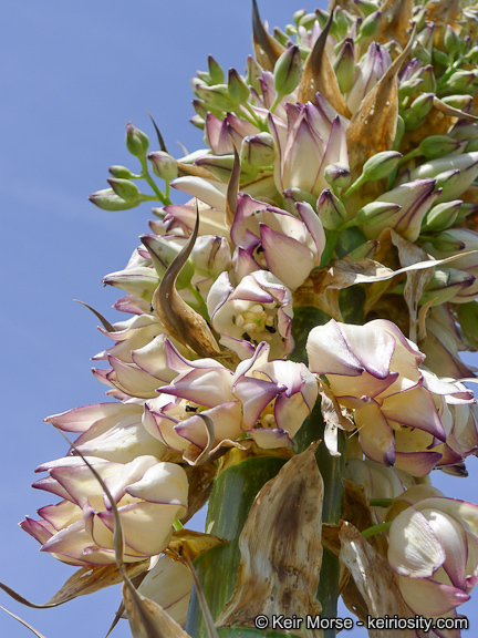 Image of chaparral yucca