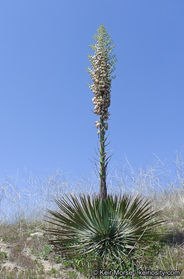 Image of chaparral yucca