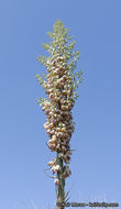 Image of chaparral yucca