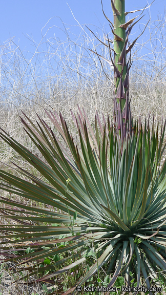 Image of chaparral yucca