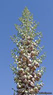 Image of chaparral yucca