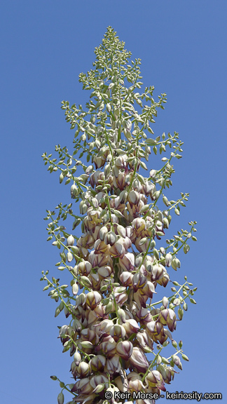 Image of chaparral yucca