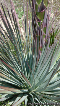 Image of chaparral yucca