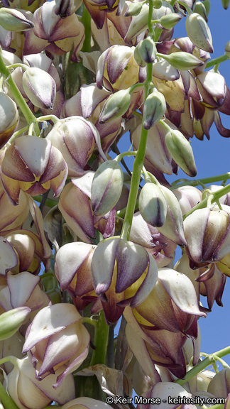 Image of chaparral yucca