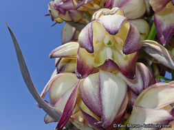 Image of chaparral yucca