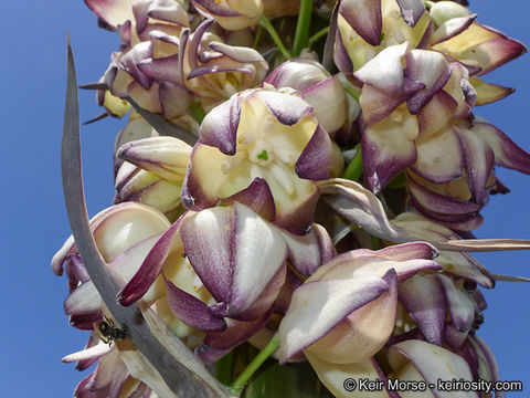 Image of chaparral yucca