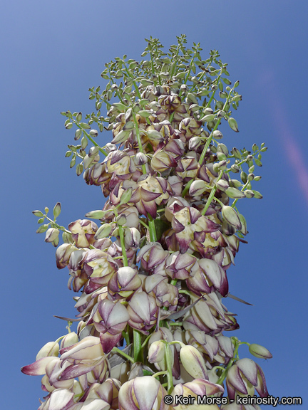 Image of chaparral yucca