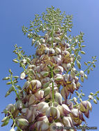 Image of chaparral yucca