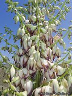 Image of chaparral yucca