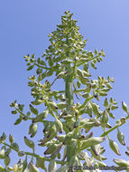 Image of chaparral yucca