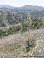 Image of chaparral yucca