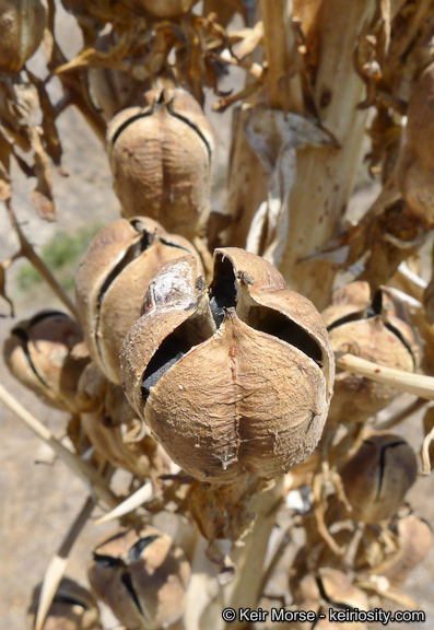 Image of chaparral yucca