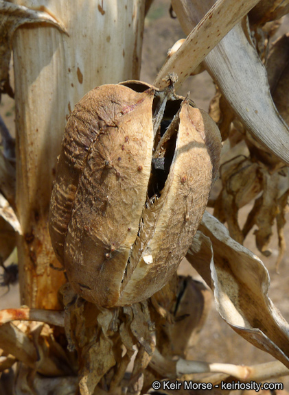 Image of chaparral yucca