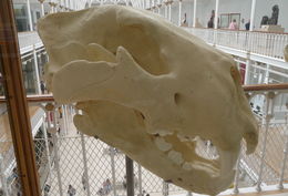 Image of <i>Panthera atrox</i>