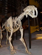 Image of saber-toothed cat