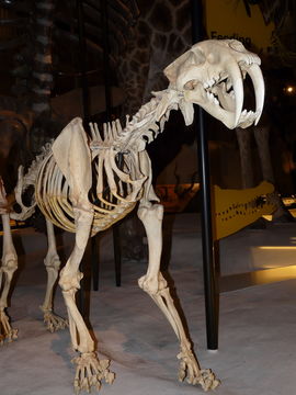 Слика од Smilodon fatalis (Leidy 1868)