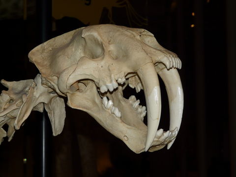Image of saber-toothed cat