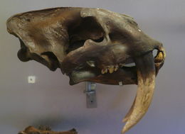 Image of saber-toothed cat