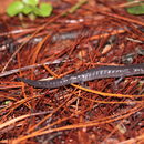 Image of Zapotec Salamander