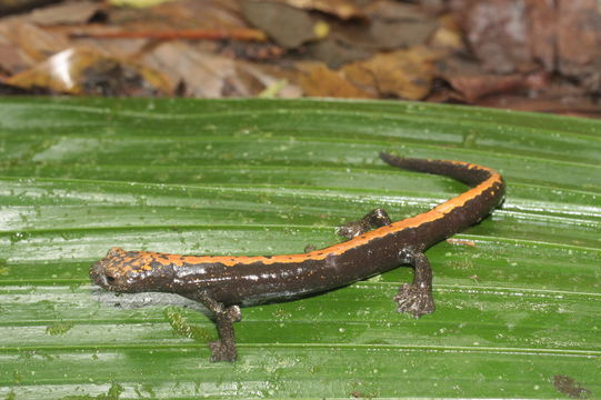 Image of Bolitoglossa alberchi García-París, Parra-Olea, Brame & Wake 2002