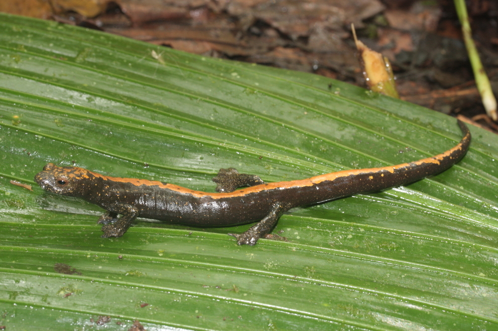 Image of Bolitoglossa alberchi García-París, Parra-Olea, Brame & Wake 2002