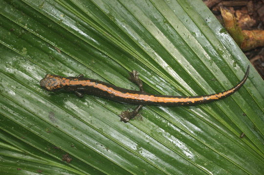 Image of Bolitoglossa alberchi García-París, Parra-Olea, Brame & Wake 2002