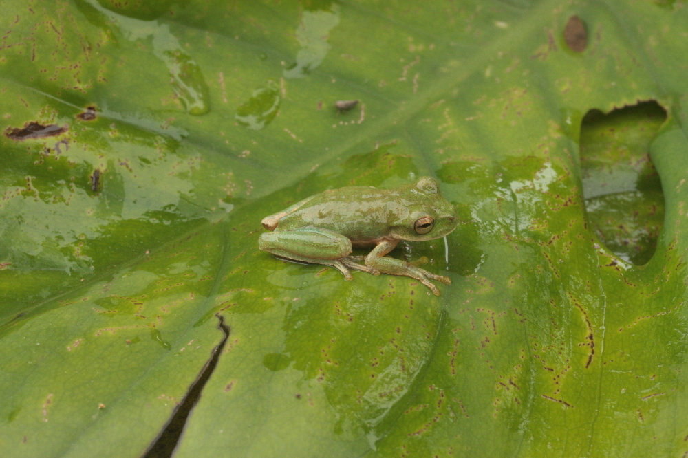 Image of Duellmanohyla chamulae (Duellman 1961)