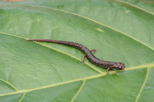 Image of Cryptotriton alvarezdeltoroi (Papenfuss & Wake 1987)