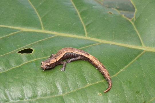 Imagem de Bolitoglossa occidentalis Taylor 1941