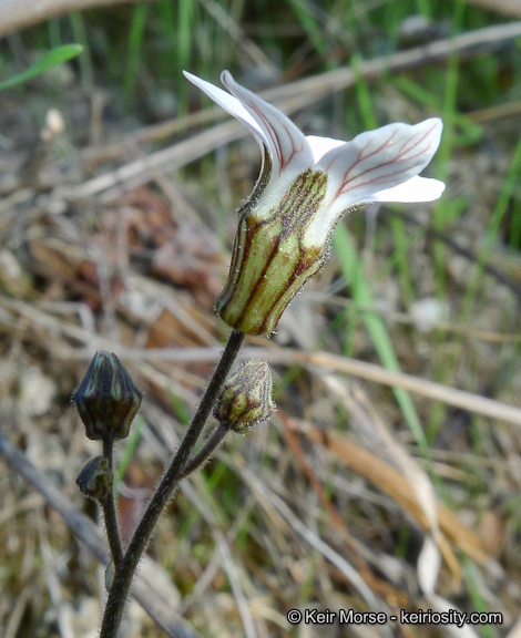 Image of Parry's jepsonia