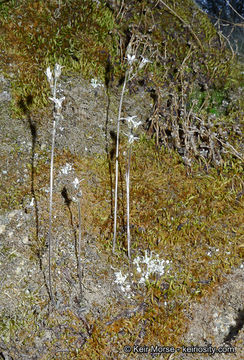 Plancia ëd Jepsonia parryi (Torr.) Small