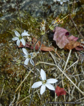 Image of Parry's jepsonia