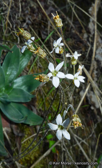 Image of Parry's jepsonia