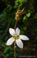 Image of Parry's jepsonia