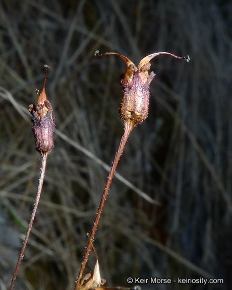 Image of Parry's jepsonia