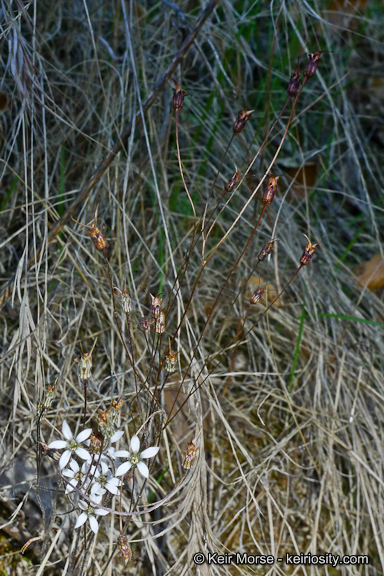 Image of Parry's jepsonia