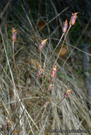 Image of Parry's jepsonia