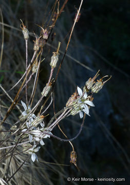 Image of Parry's jepsonia